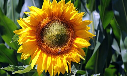 Sonnenblume