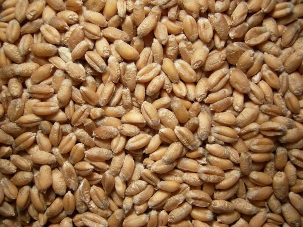 Weizen  Saatgut 2000