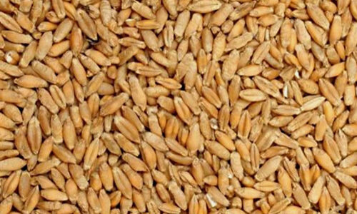 Triticale