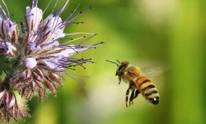 Bienenweide