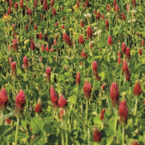 Futter Dreierlei Öko