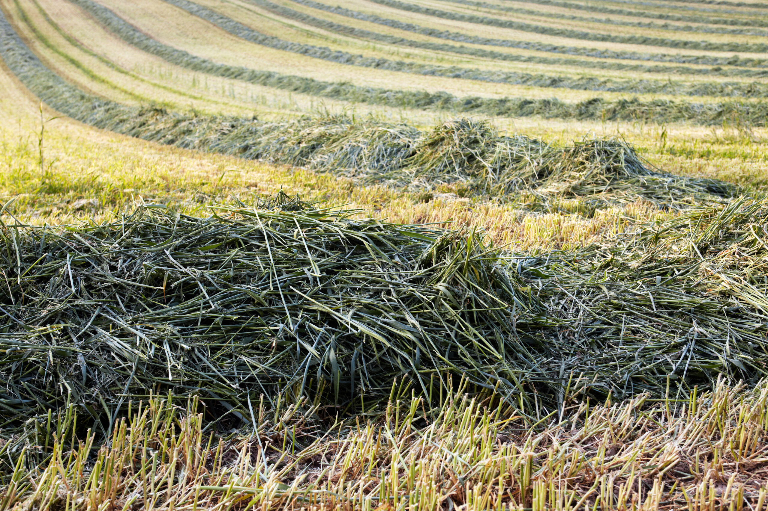 Grünschnittroggen Öko
