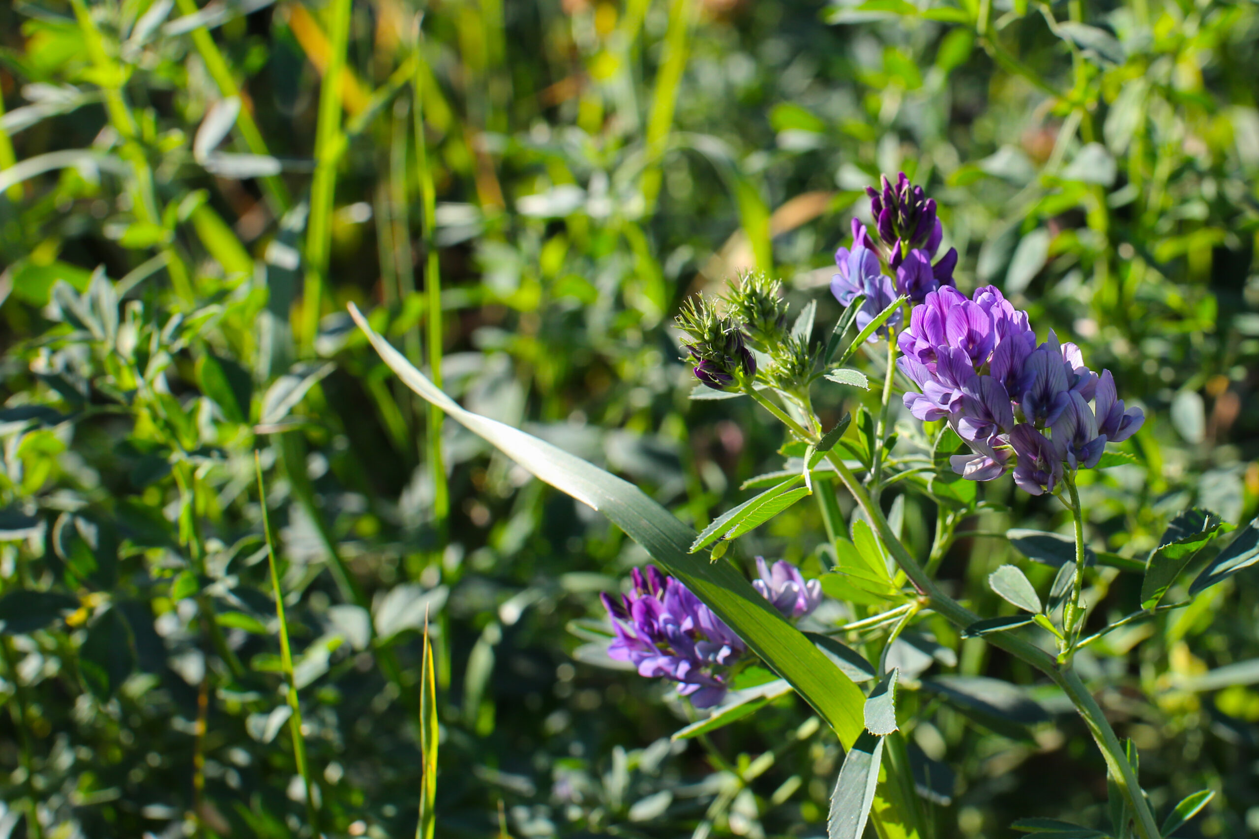 Öko Luzernegras 5.18