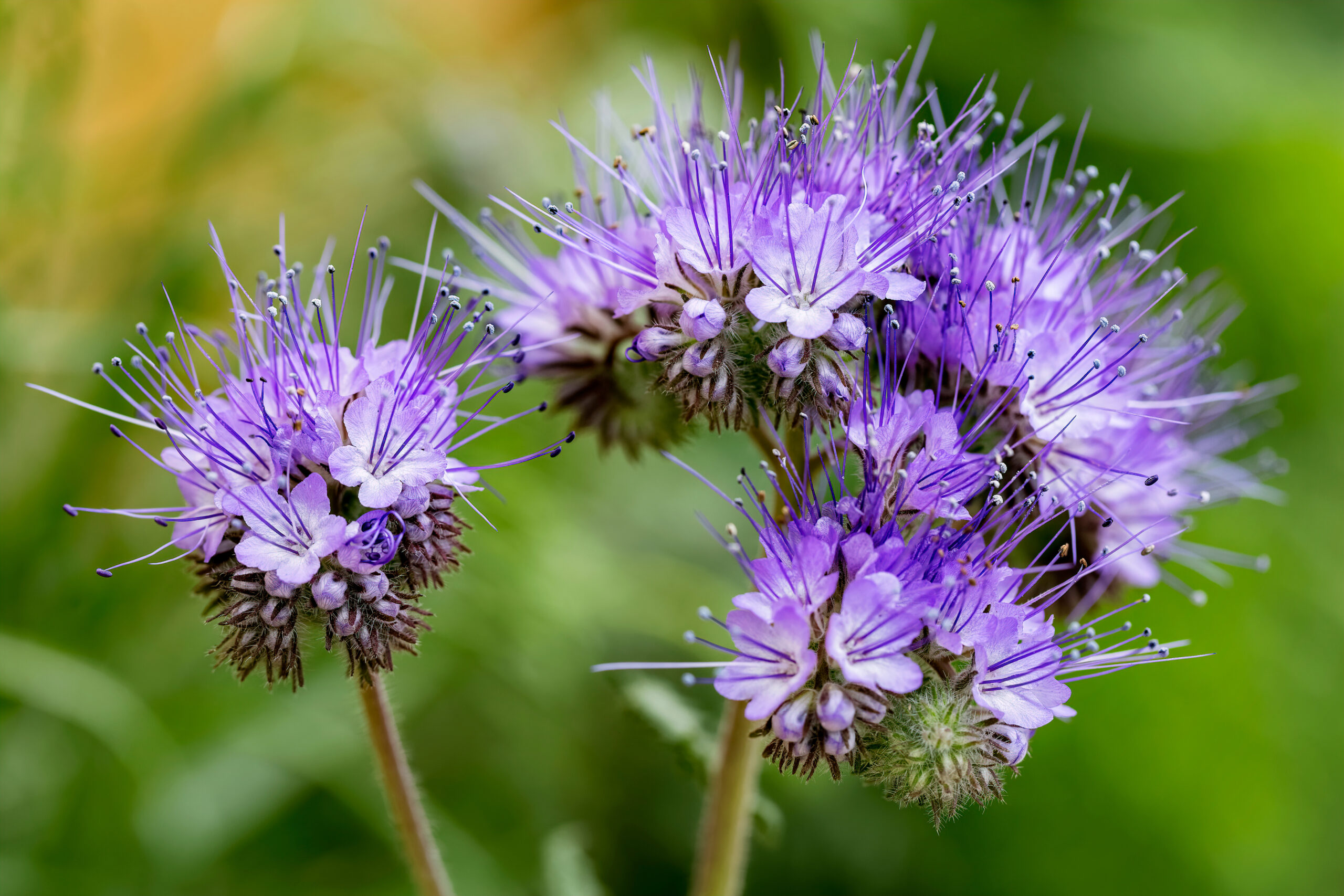 Phacelia Öko