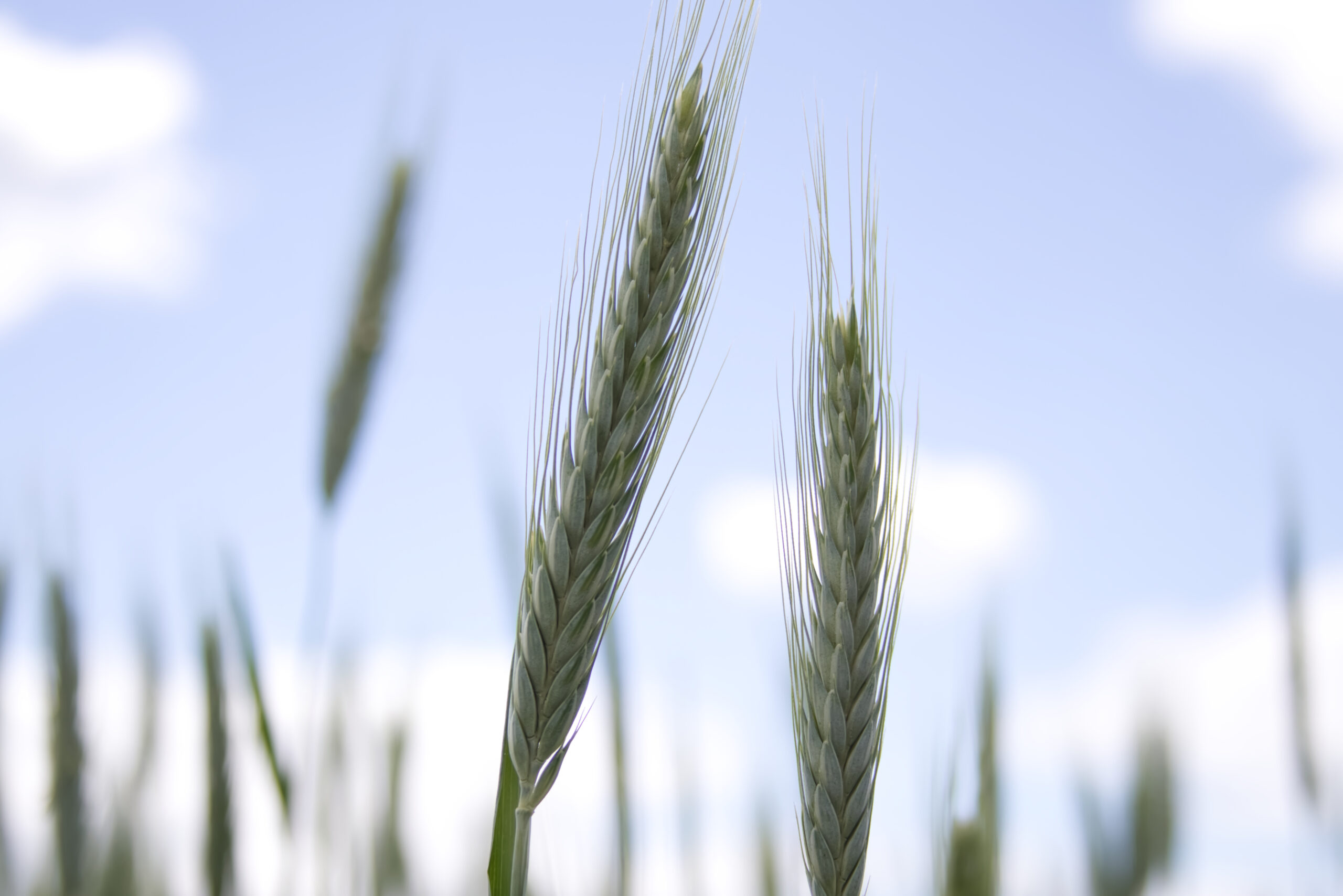 Wintertriticale Öko