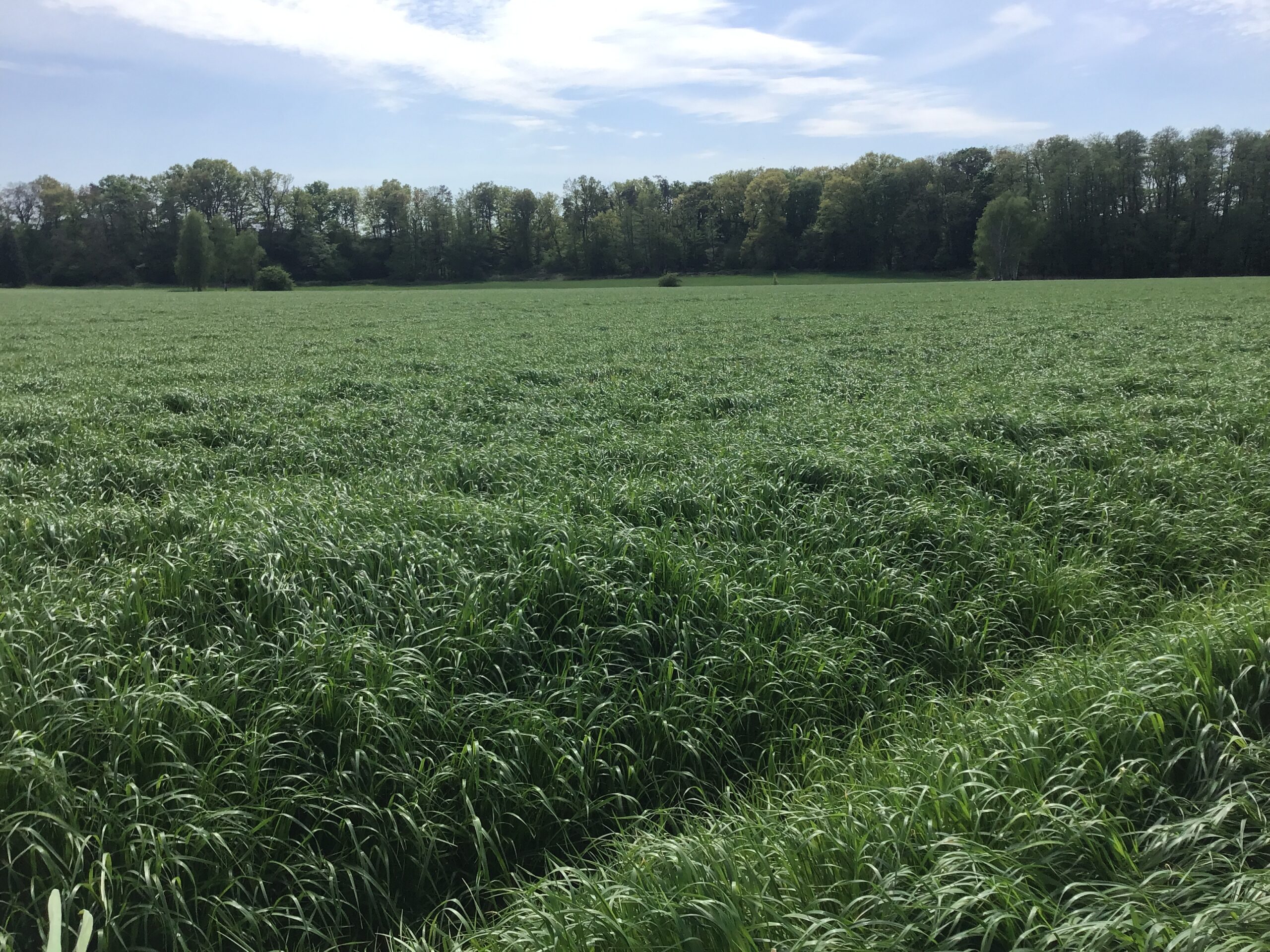 Hybridweidelgras Öko