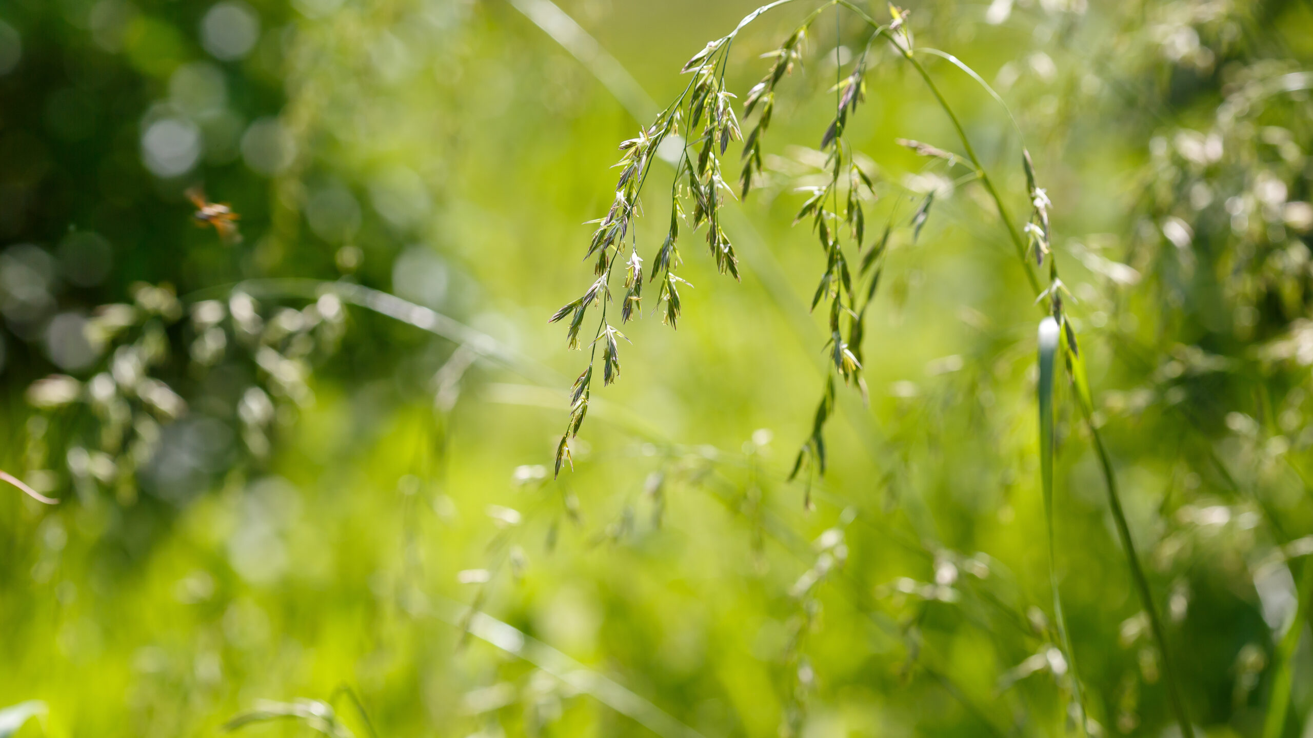 Wiesenschwingel Öko