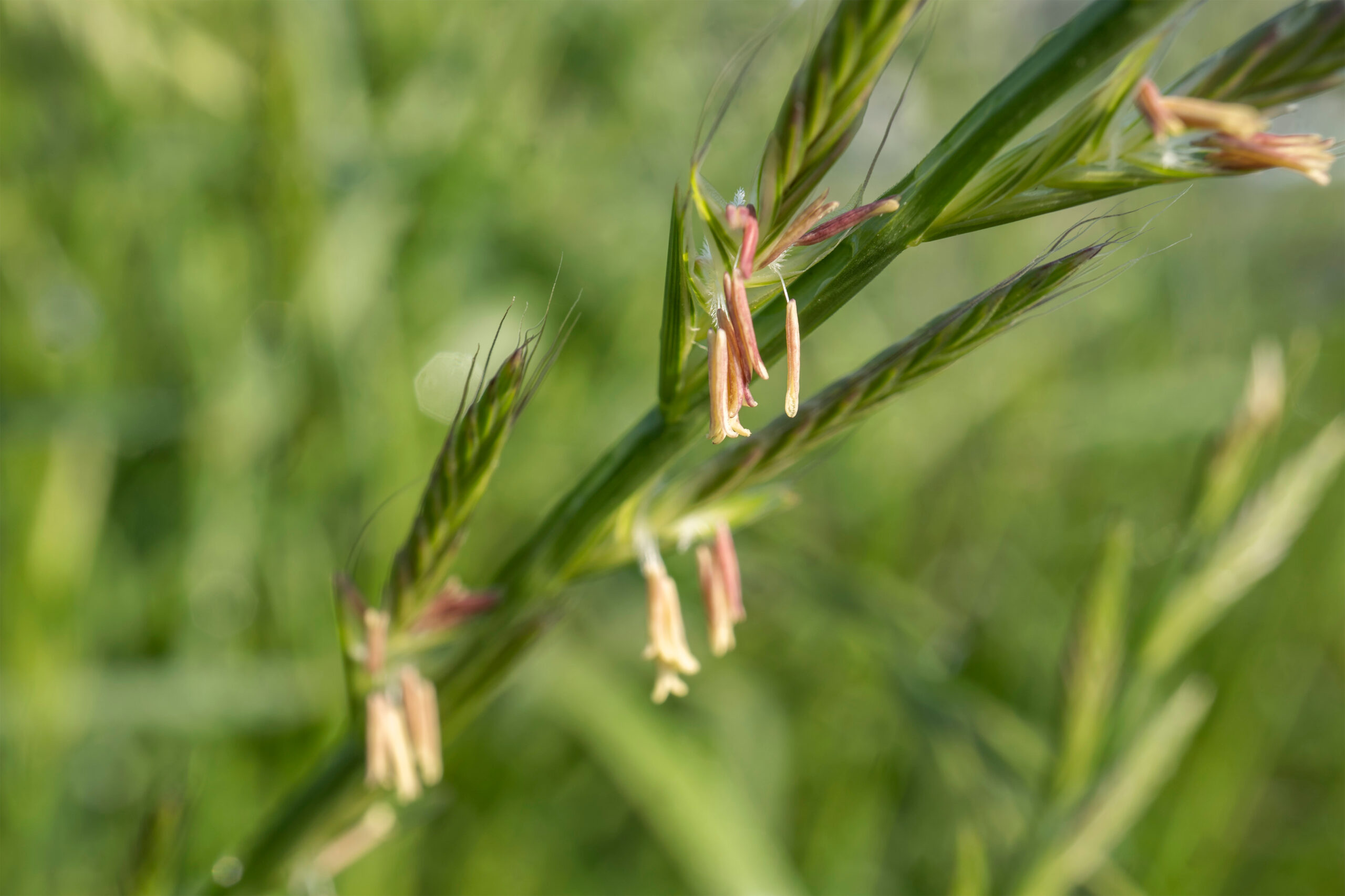 Welsches Weidelgras Öko