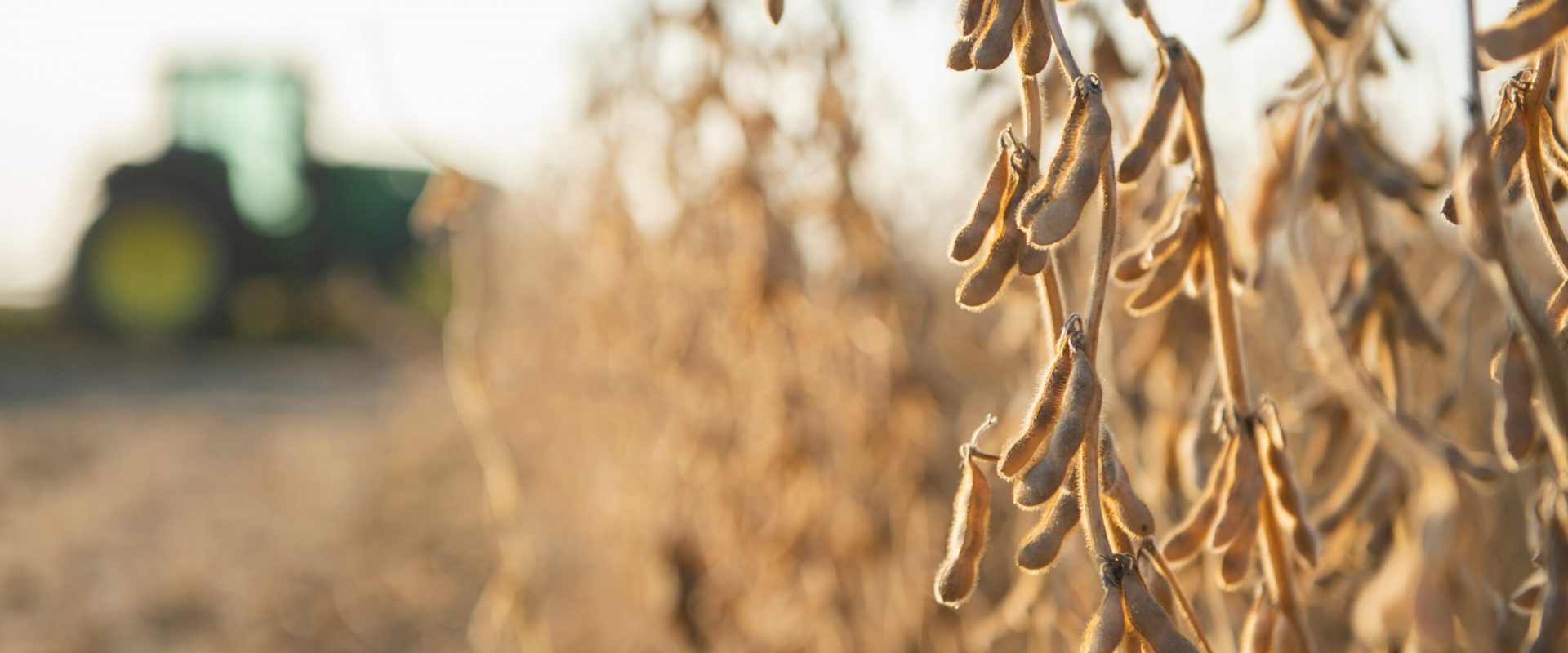 Mature soybeans on soybean plantation in close-up