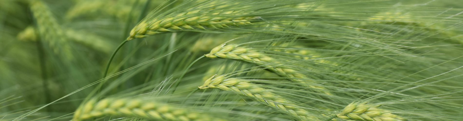 Young barley (Hordeum vulgare) ripens in the field. Cultivation of grain crops. Raw materials for brewing.