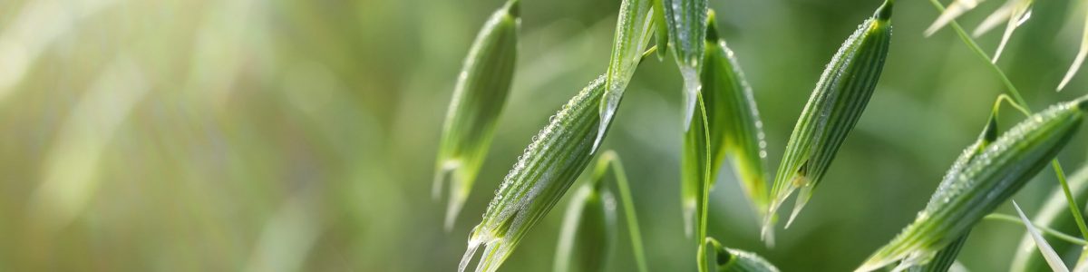 Young green oats on the field in the morning dew. A field of you