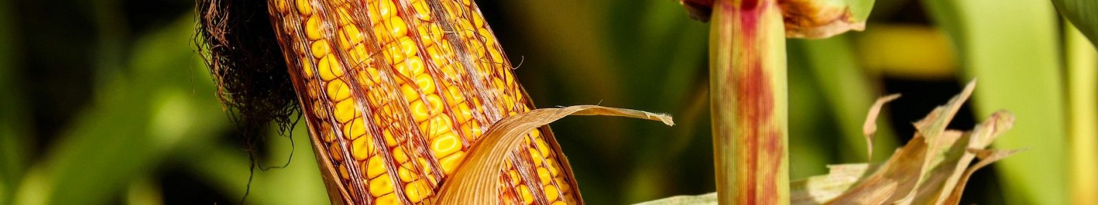 Mais_Pexel_corn-on-the-cob-1690387_1920