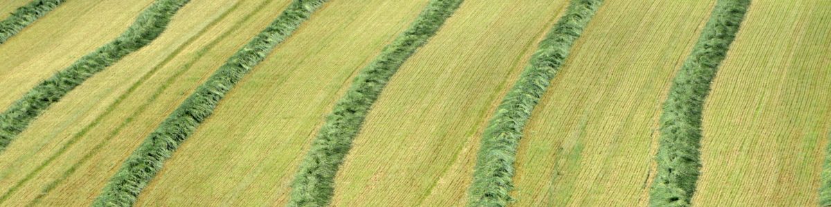 Grünroggen als Vorfrucht zu  Mais. Roggenschwaden auf einem hängigen Feld. Bereit zum Häckseln für eine Futtersilage oder Biogassilage zur Biogasgewinnung