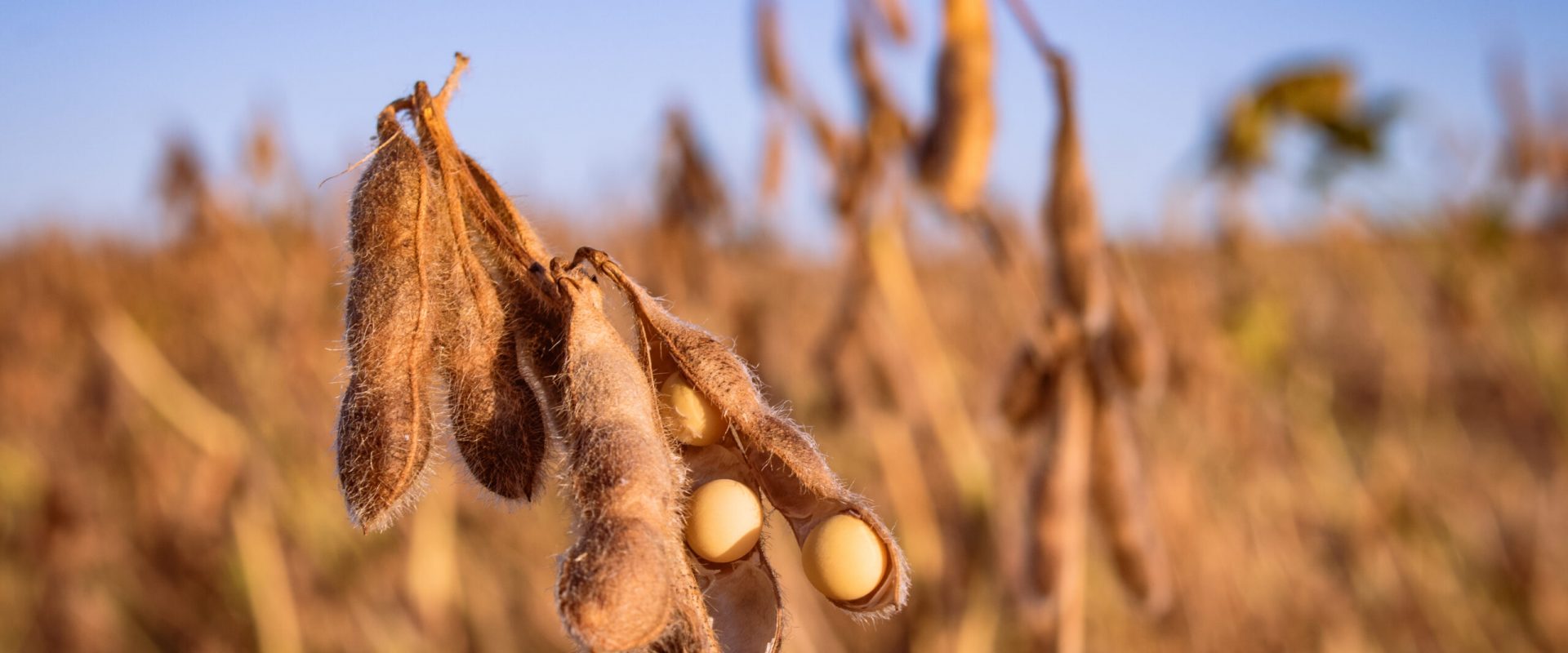Soybean in a field, ready to be harvested