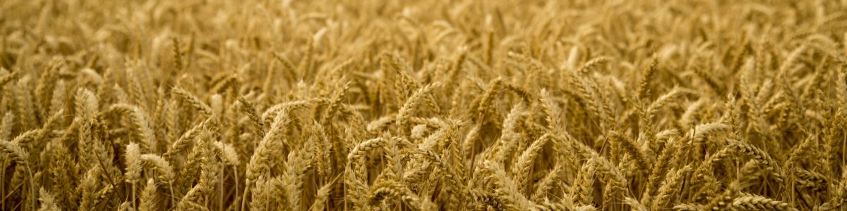 WW Pixabay t-t-wheat-field-850319